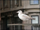Oiseaux - Image 7